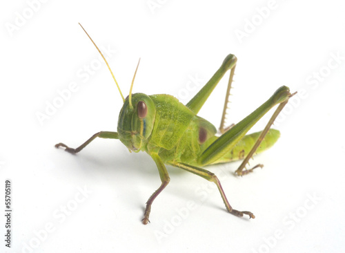 Canvas Print Green Grasshopper