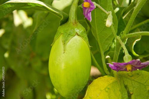 immature aubergine shrub