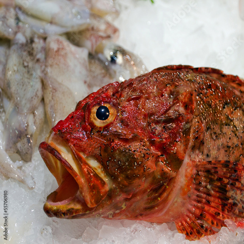 sea food photo