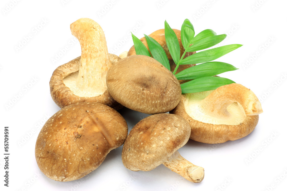 shiitake shiitake