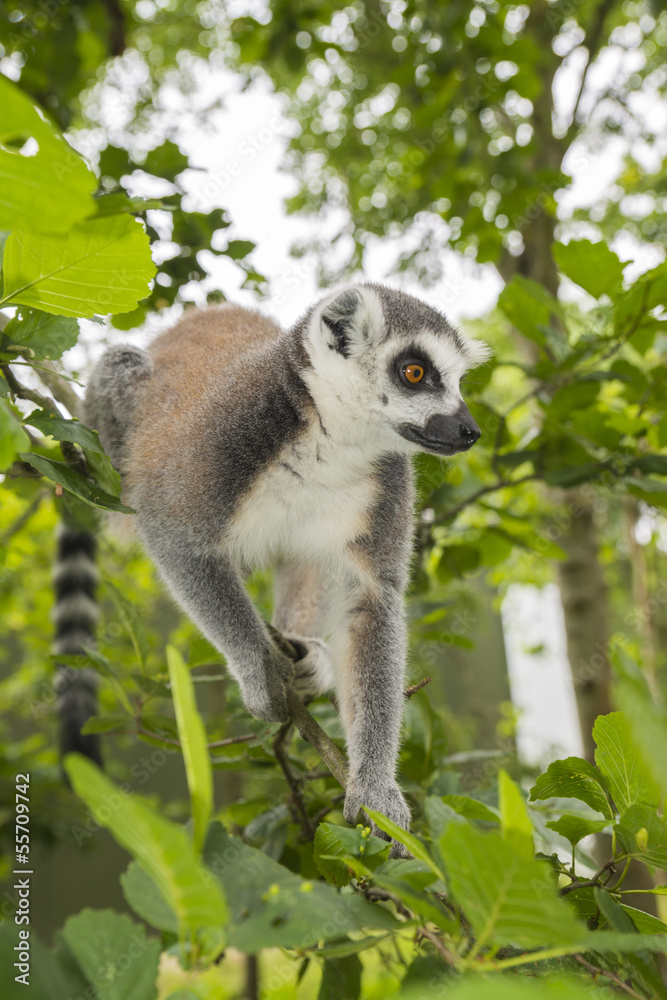 Obraz premium Maki lemur catta in a tree
