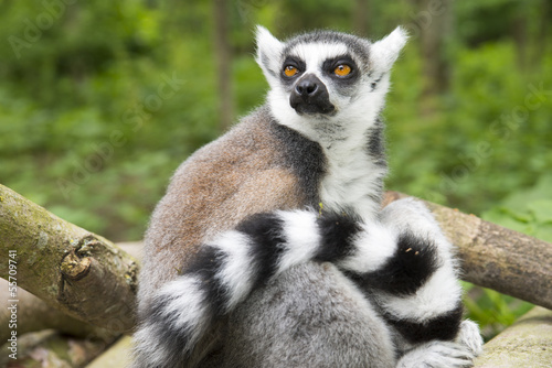 Maki lemur catta in a tree