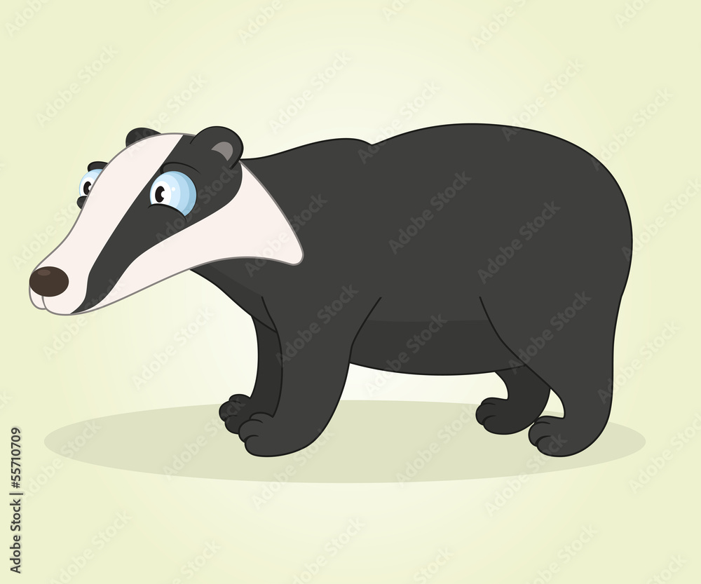 Fototapeta premium Badger