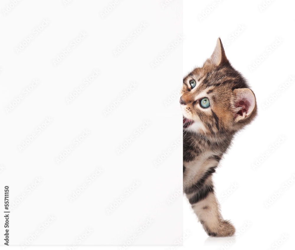 Kitten with a blank Kitten with a blank
