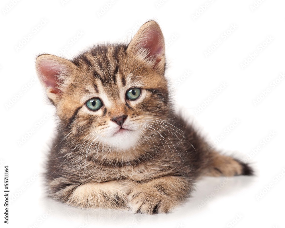 Serious kitten Serious kitten
