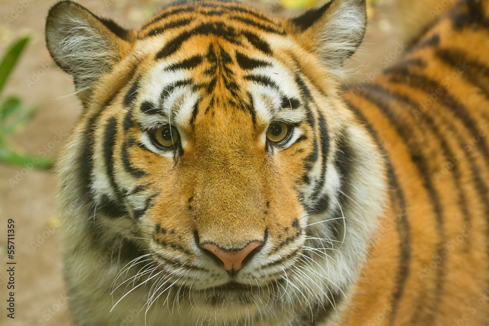 Fototapeta premium portret tygrysa