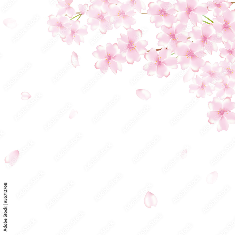 桜　舞い散る　花吹雪
