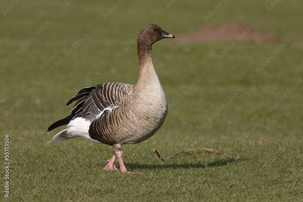 Pink-footed goose, Anser brachyrhynchus Pink-footed goose, Anser brachyrhynchus