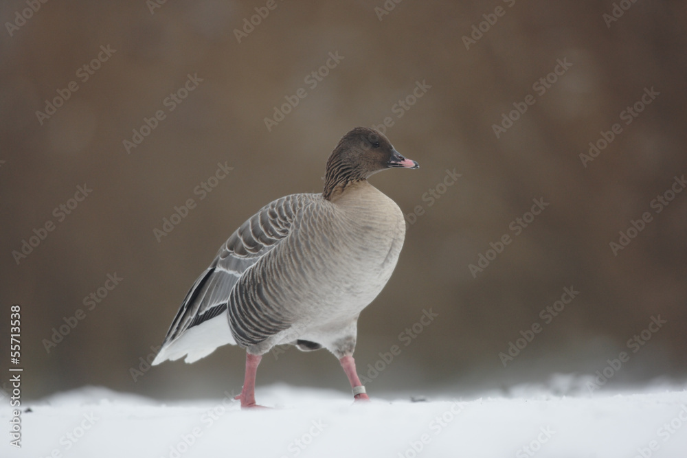 Pink-footed goose, Anser brachyrhynchus Pink-footed goose, Anser brachyrhynchus