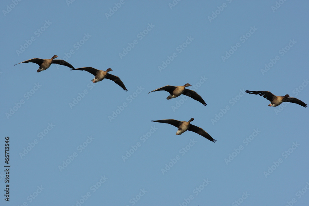 Pink-footed goose, Anser brachyrhynchus Pink-footed goose, Anser brachyrhynchus