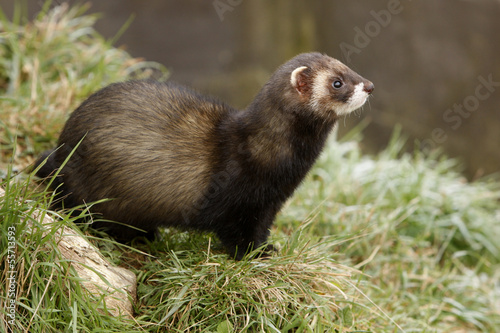 Billede på lærred Polecat, Putorius putorius