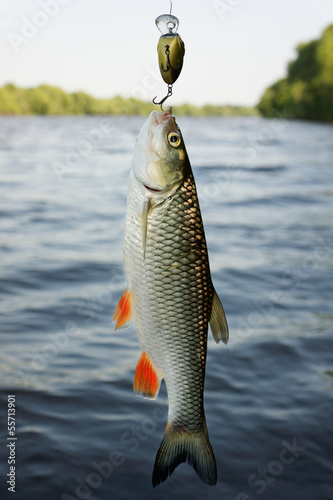 Chub caught on plastic lure