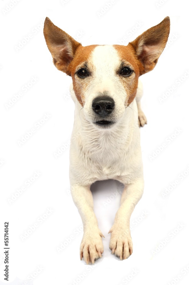 Dog Jack Russel training isolated