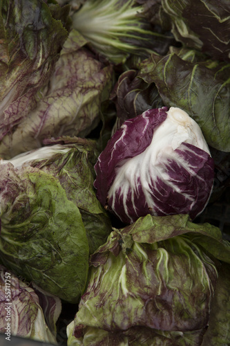 Organic cabbage harvested in farm