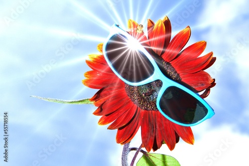 rote Sonnenblume mit Sonnenbrille photo