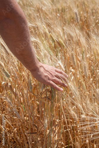 Male hand on the golden wheat field