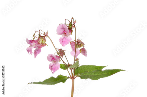 Tableau sur toile Himalayan balsam
