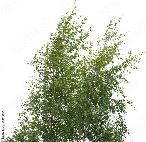 Fototapeta silver birch