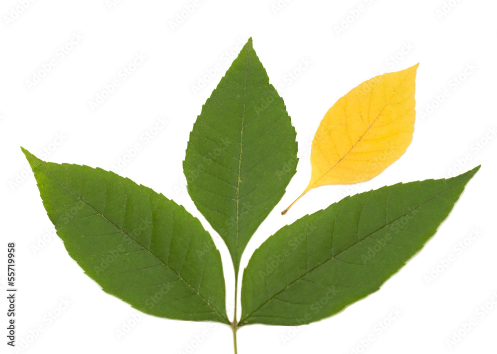 green and yellow leaves green and yellow leaves