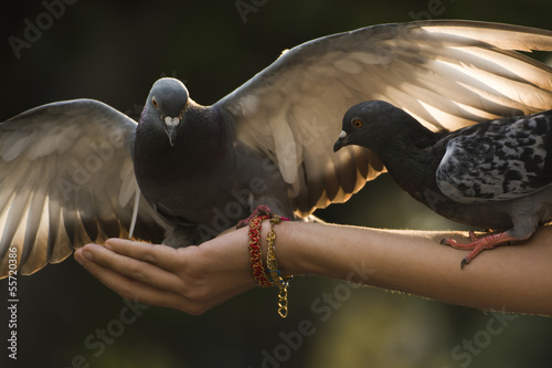 Great Pigeons photo