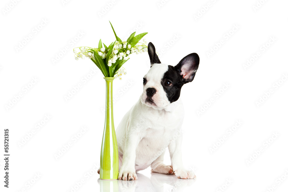 french bulldog with flowers isolated on white background french bulldog with flowers isolated on white background