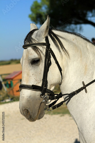 Cavallo con le briglie © ushuaia2001