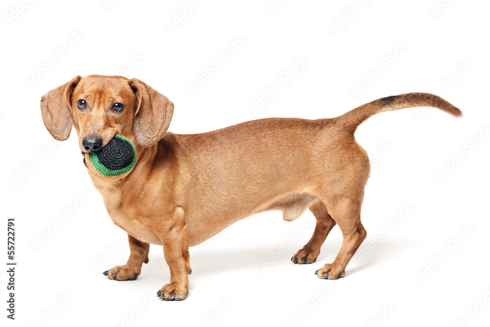 cute brown dachshund dog with ball isolated on white background