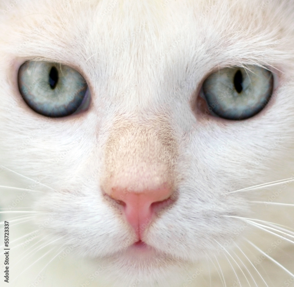 White cat with blue eyes portrait