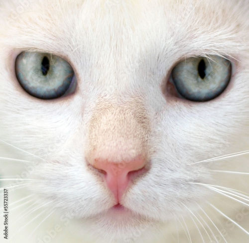 White cat with blue eyes portrait