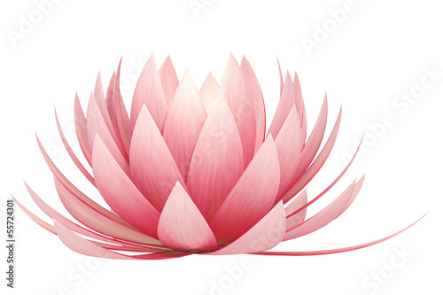 lotus flower on a white background