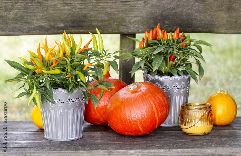 Peppers and pumpkins on wooden bench. Beautiful autumn setting