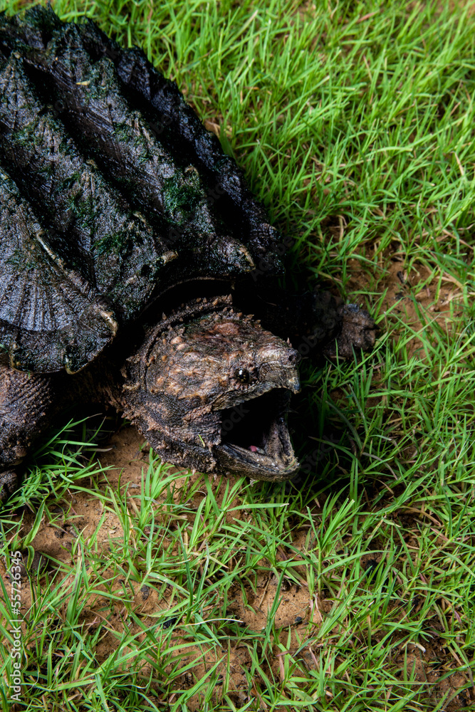 Alligator Snapping Turtle in grass. Alligator Snapping Turtle in grass.