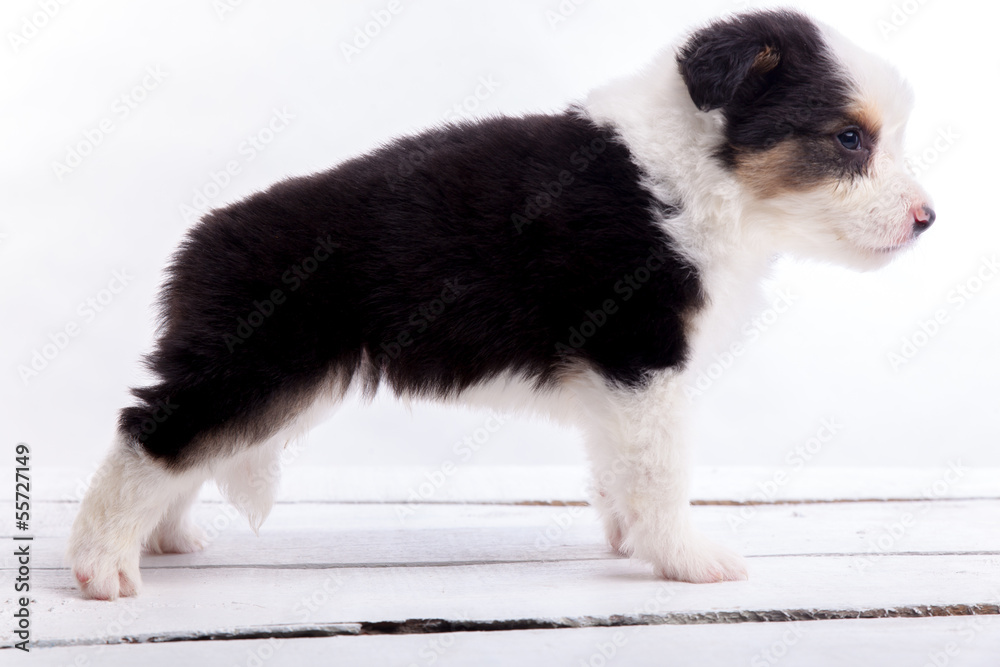 Border collie puppy Border collie puppy