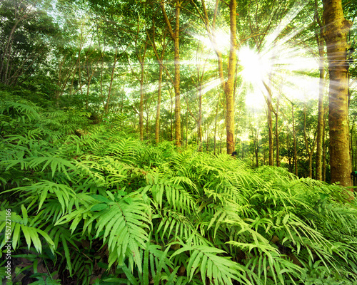 Sun rays in forest #55727166