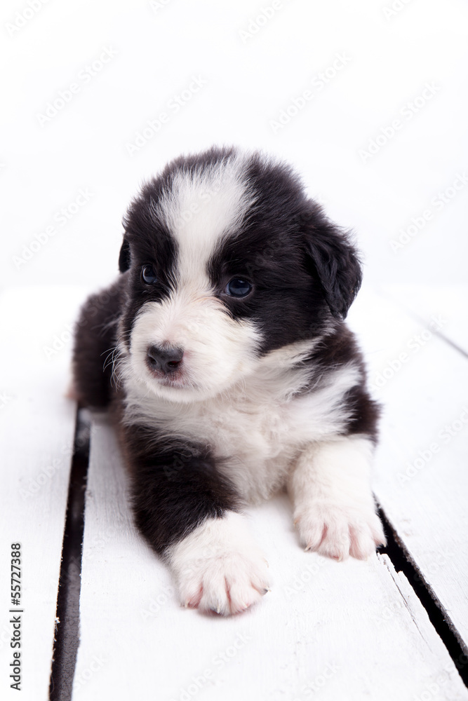 Fototapeta premium Border collie puppy