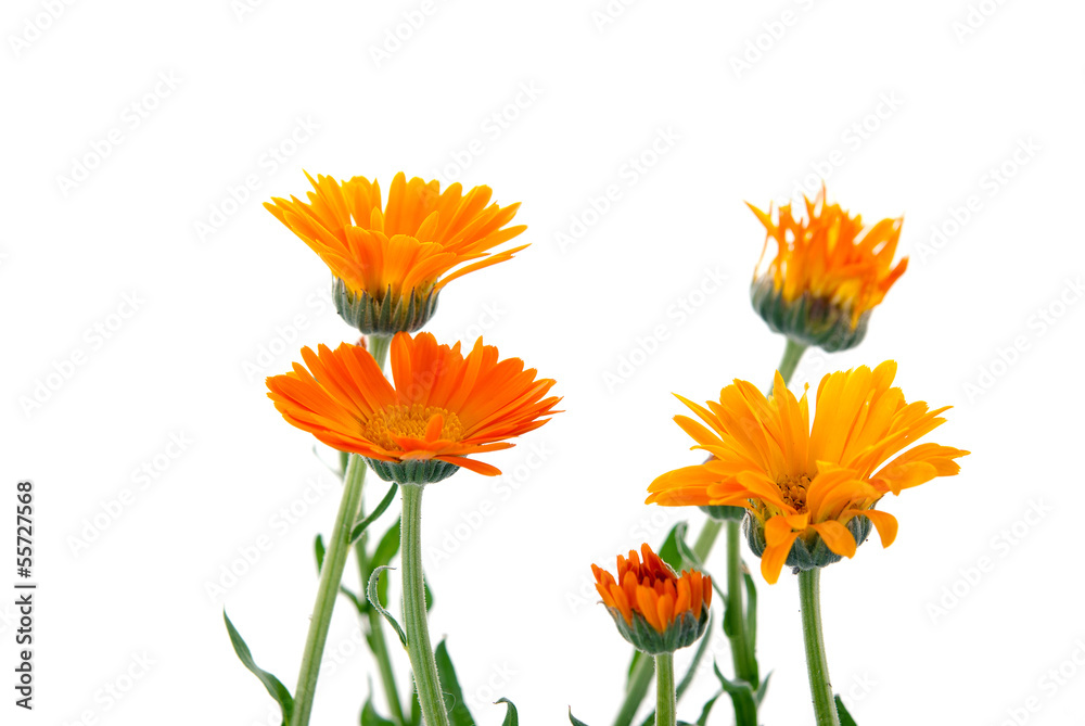 Almost painted marigold Almost painted marigold