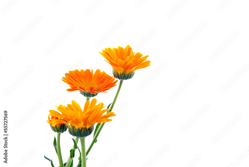 Almost painted marigold
