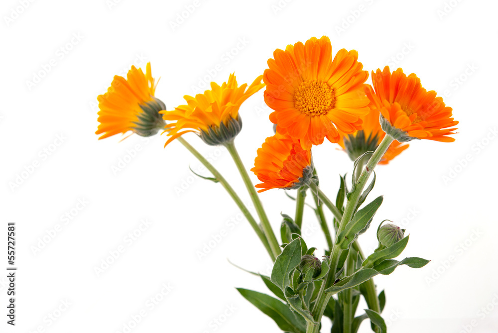 Almost painted marigold Almost painted marigold