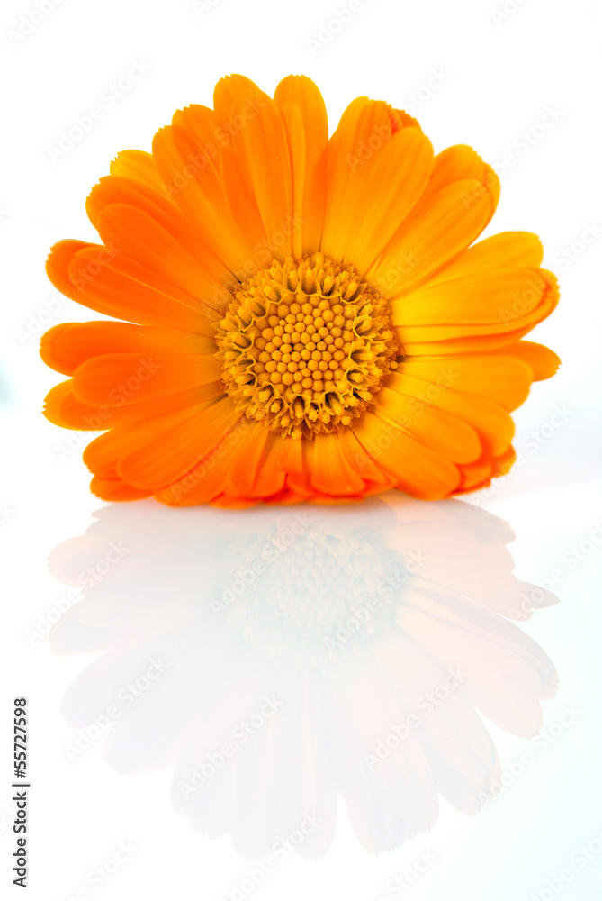 Obraz premium Almost painted marigold