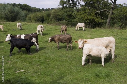 Field of Cows with Calf s feeding
