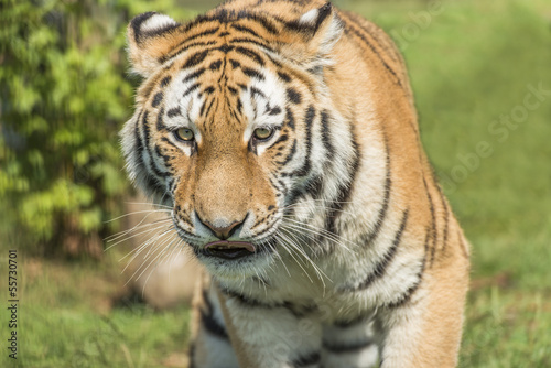Amur Tiger  Panthera tigris altaica 