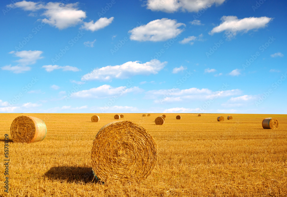 Fototapeta premium Straw bales on farmland with blue cloudy sky