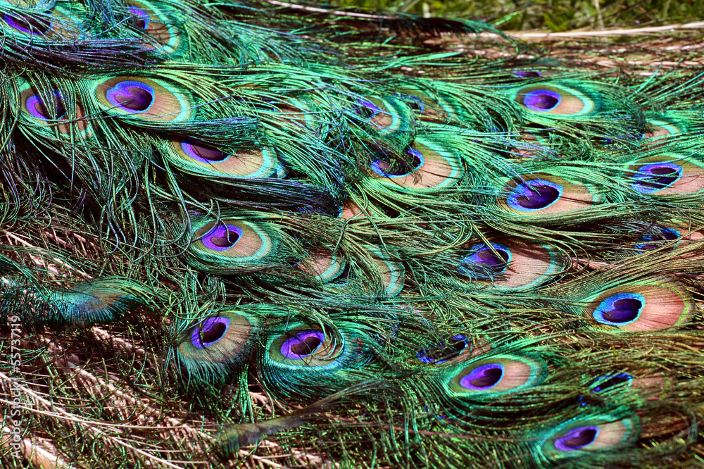 Obraz premium Detail of the peacock tail