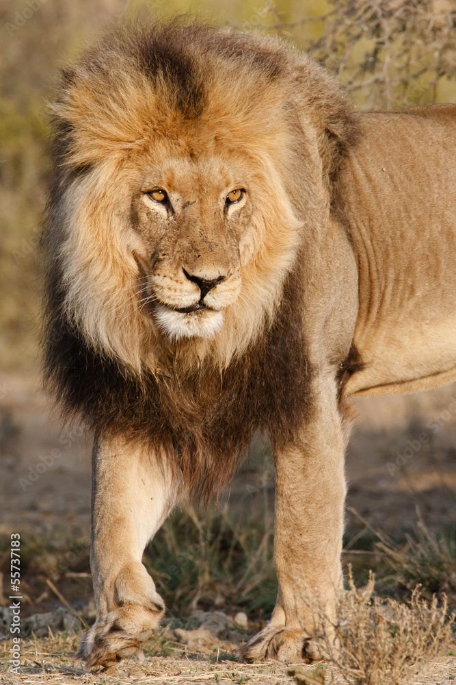 Obraz premium Big male lion portrait