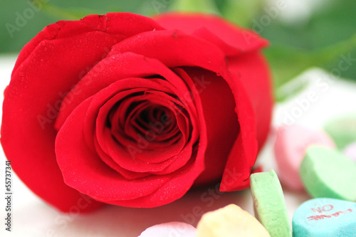 Valentine s Day Rose