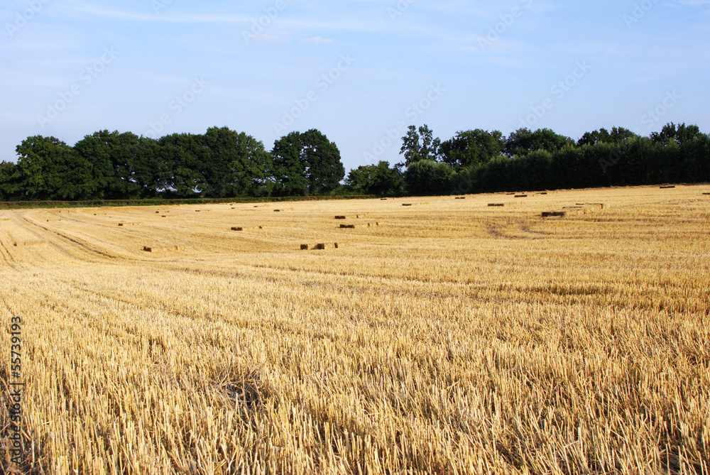 Straw bales in a harvested farm field