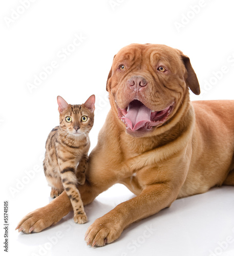 Dogue de Bordeaux  French mastiff  and leopard cat 