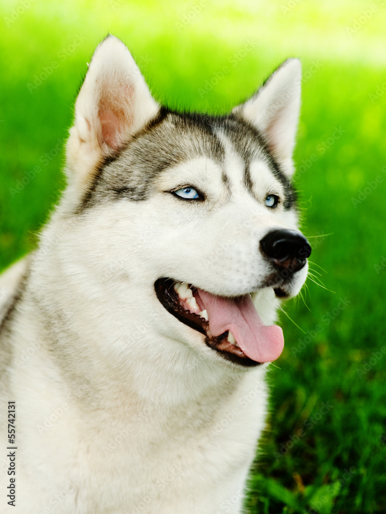 Siberian husky dog closeup portrait
