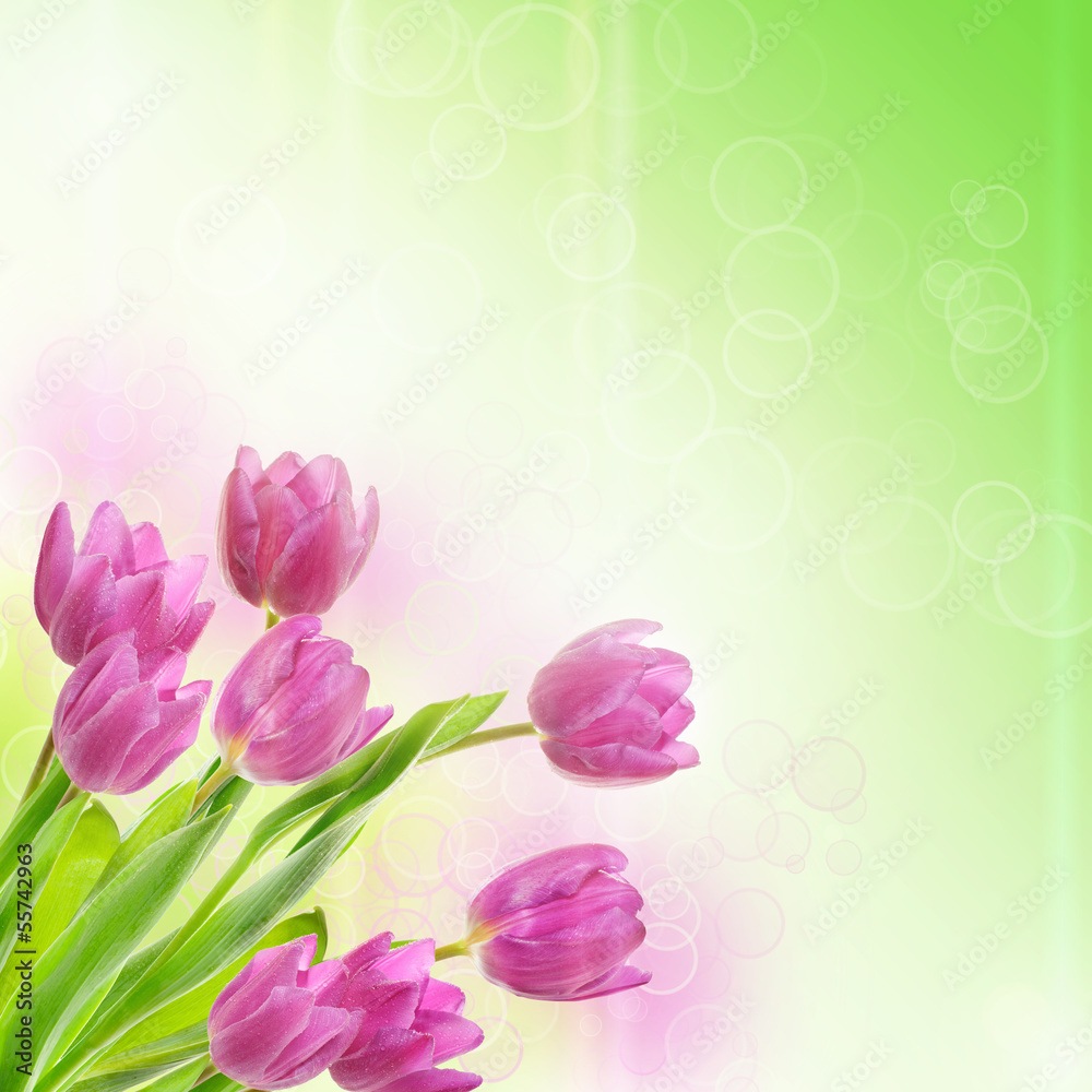Obraz premium Tulip flowers