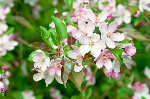 Apple tree flower